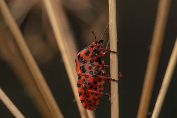 Bitkinin Üzerinde Siyah Noktalar Olan Kırmızı Bir Böceğin Makro Görüntüsü — Stok fotoğraf