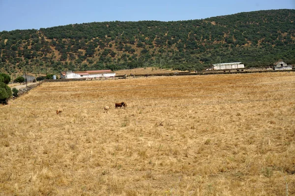 Campo Rurale Arido Con Animali — Foto Stock
