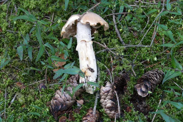 이끼로 뒤덮인 바닥에서 버섯의 부드러운 — 스톡 사진