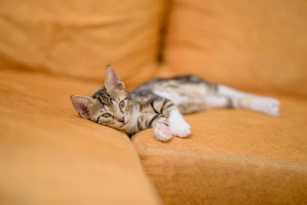 Closeup Shot Cute Kitten Lying Orange Sofa — Stock Photo, Image