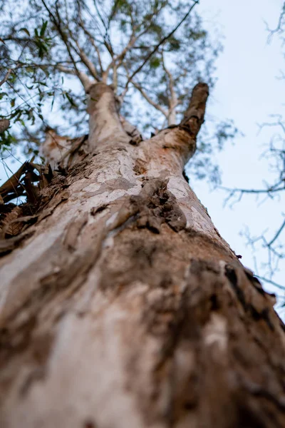 Vertical Closeup Shot Bark Tree Trunk — Stock Photo, Image