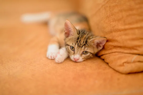 Closeup Shot Cute Kitten Lying Orange Sofa — Stock Photo, Image