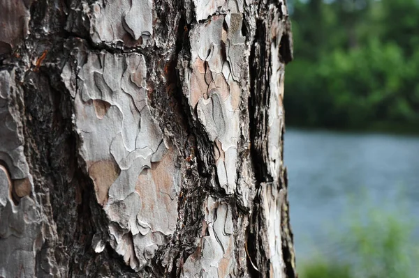 Closeup Tree Bark Sunlight Pond Blurry Background — Stock Photo, Image