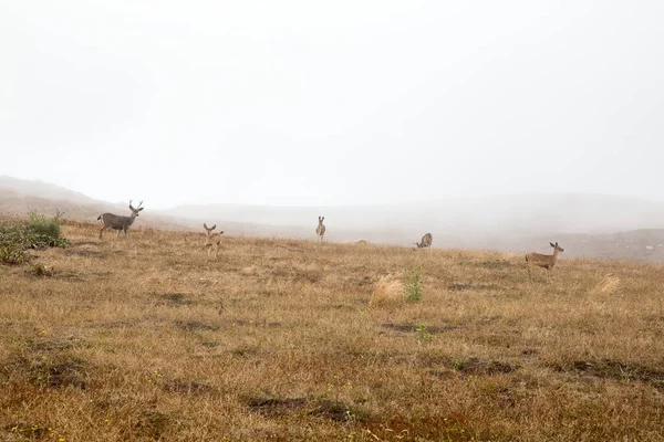 Primo Piano Cervo Dalla Coda Nera Nella Nebbia Point Reyes — Foto Stock