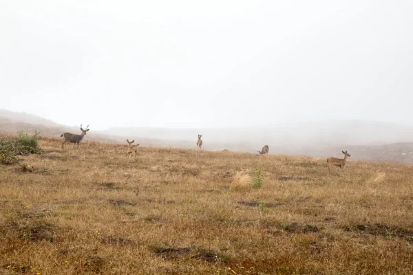 Foggy Point Reyes Ulusal Deniz Kıyısı Nda Siyah Kuyruklu Geyiğin — Stok fotoğraf