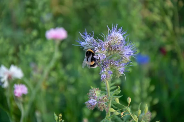 Detailní Záběr Včely Opylující Květinu Poli — Stock fotografie