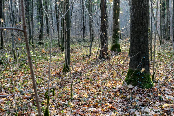 Eine Schöne Aufnahme Von Baumstämmen Wald — Stockfoto