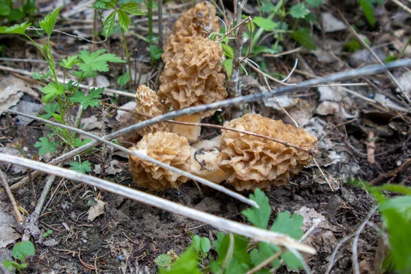 Uma Foto Alto Ângulo Crescimento Cogumelos Morel Nebraska — Fotografia de Stock