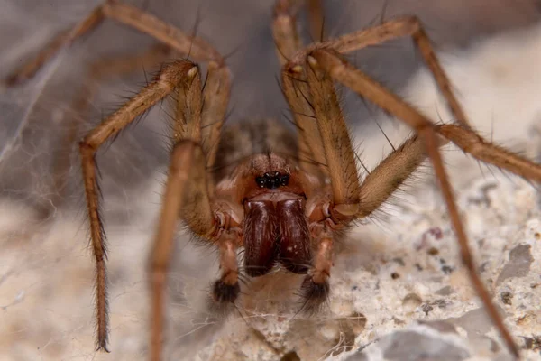 Closeup Shot Brown Spider Blurred Background — Stock Photo, Image