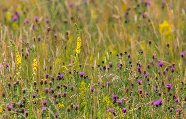 Eine Nahaufnahme Von Wilden Feldblumen Weiten Feld — Stockfoto