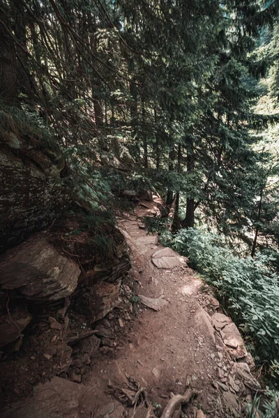 森林中岩石小径的垂直拍 — 图库照片