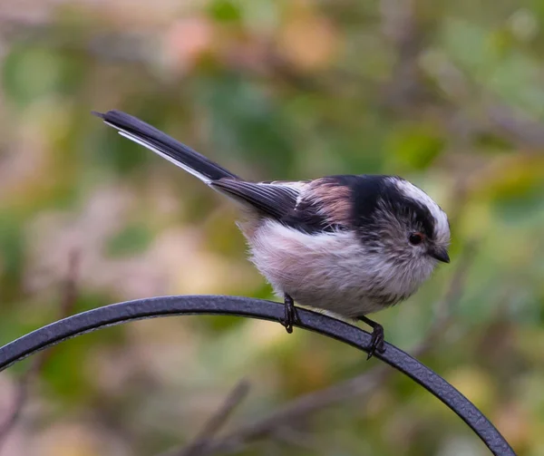 Närbild Bild Söt Liten Fågel Med Suddig Bakgrund — Stockfoto