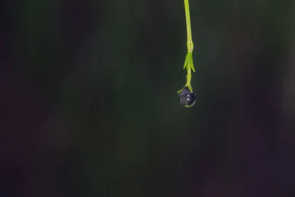 Primer Plano Gotas Agua Rama Verde — Foto de Stock