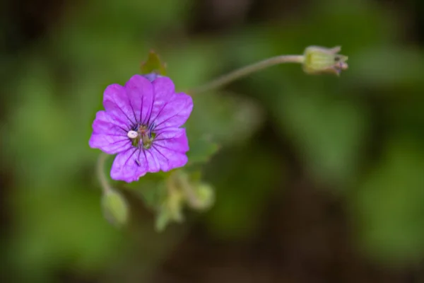 Eine Nahaufnahme Selektive Fokusaufnahme Einer Blühenden Lila Blume — Stockfoto