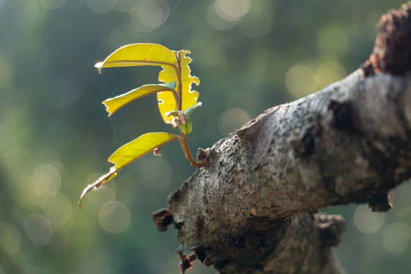 Close Pequeno Galho Uma Árvore Com Folhas Verdes — Fotografia de Stock