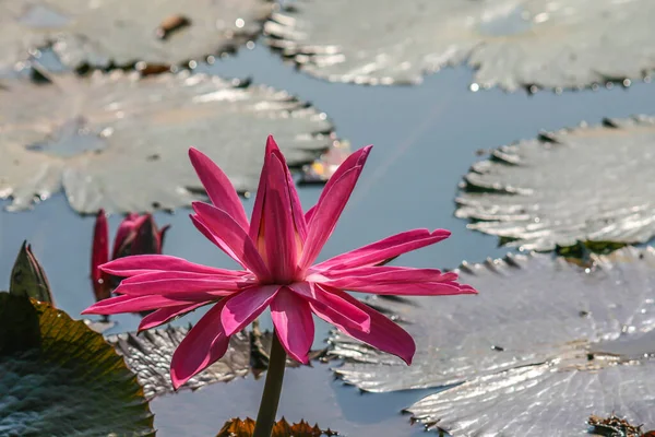 Eine Nahaufnahme Einer Seerose — Stockfoto