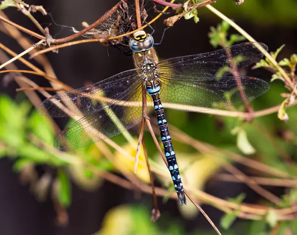 Een Close Shot Van Een Libelle Planten — Stockfoto