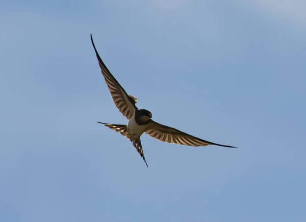Uccello Rondine Europeo Che Vola Cielo Azzurro — Foto Stock
