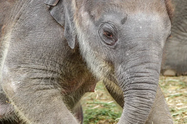 Close Elefante Bebê Bonito — Fotografia de Stock
