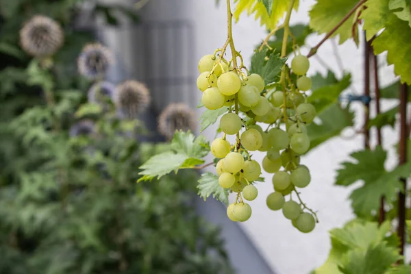 Eine Nahaufnahme Von Grünen Trauben Die Auf Einem Baum Wachsen — Stockfoto