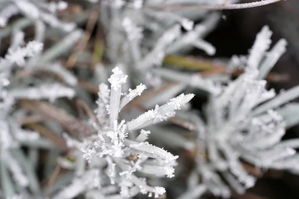 Una Macro Toma Una Planta Cubierta Con Las Heladas — Foto de Stock