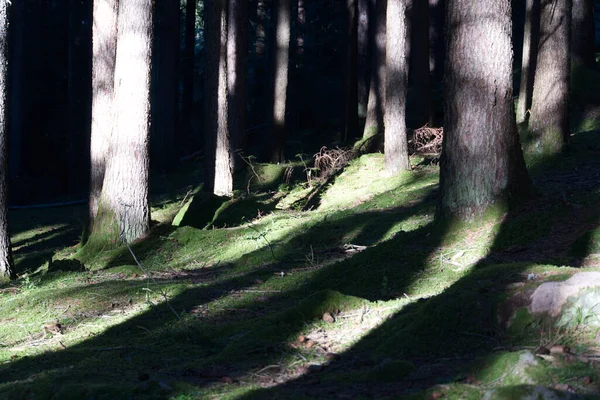 Gros Plan Troncs Dans Une Forêt — Photo