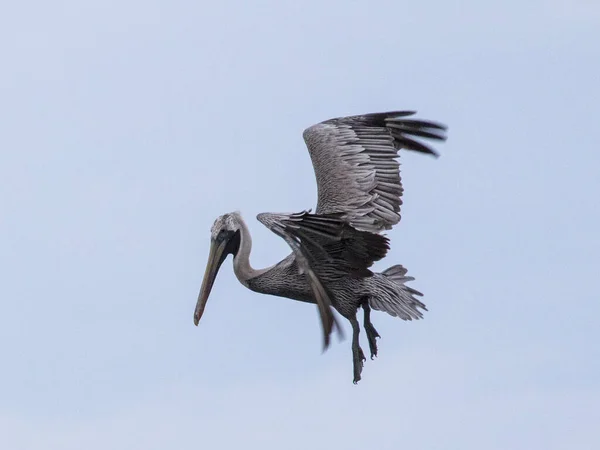 Closeup Shot Flying Pelican — Stock Photo, Image