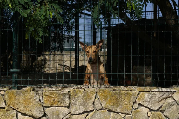 Ένας Σκύλος Που Κοιτάζει Από Τους Φράχτες — Φωτογραφία Αρχείου