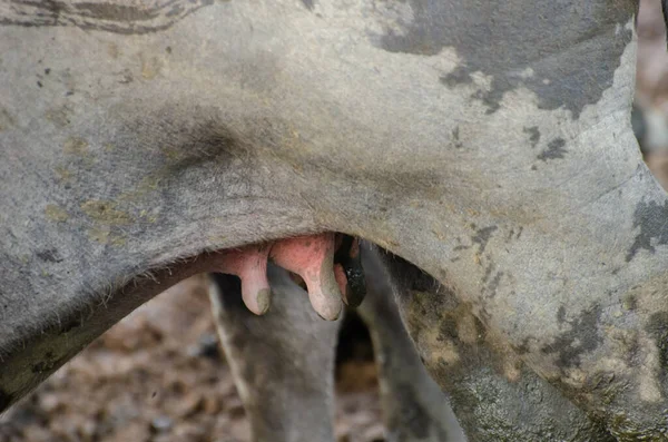 Detailní Záběr Buvolího Vemene — Stock fotografie