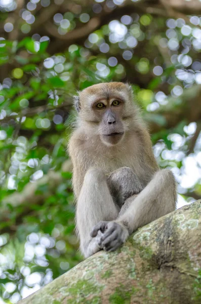 Vertikal Selektiv Fokusbild Macaque Apa Naturen — Stockfoto