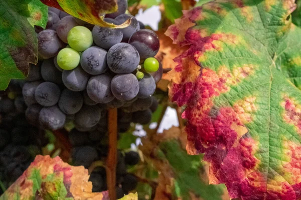 Closeup Shot Fresh Grapes Growing Tree — Stock Photo, Image