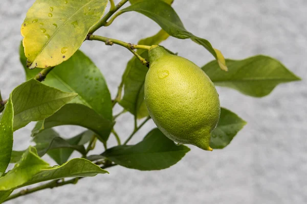 Sebuah Foto Closeup Dari Lemon Hijau Muda Yang Belum Matang — Stok Foto