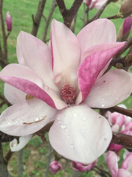 Pionowe Ujęcie Różowej Magnolii — Zdjęcie stockowe