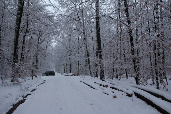 Hermoso Plano Sendero Bosque Cubierto Nieve — Foto de Stock