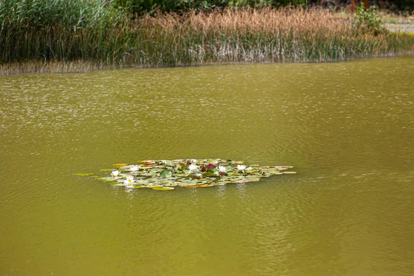 Nénuphars Blancs Fleurs Milieu Lac Avec Eau Vert Clair Roseau — Photo
