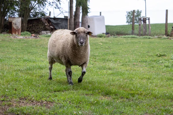Tarlada Koşan Sevimli Tüylü Bir Koyun — Stok fotoğraf