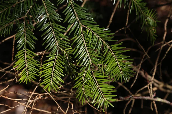 Closeup Green Fir Branches Forest — Stock Photo, Image