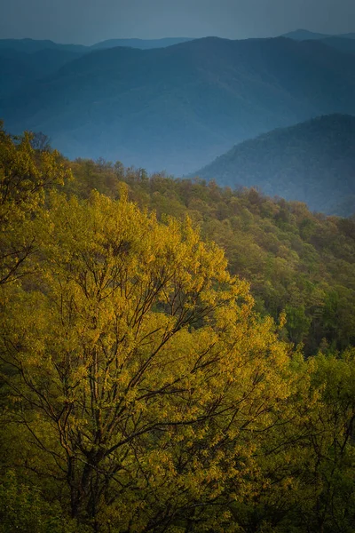 Hermoso Paisaje Árboles Creciendo Ladera Montaña Durante Una Puesta Sol — Foto de Stock