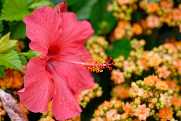 Gros Plan Une Belle Fleur Hibiscus Hawaïen Rose Dans Jardin — Photo