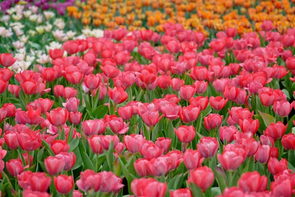 Beau Paysage Tulipes Colorées Dans Champ Jour — Photo