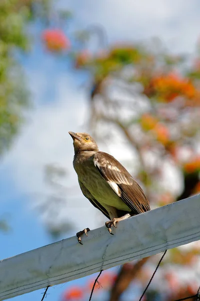 Plan Angle Bas Oiseau Rossignol Mignon Perché Sur Poteau — Photo