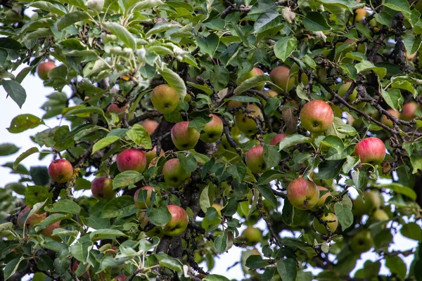 Niski Kąt Strzał Świeżych Czerwonych Zielonych Jabłek Dorastających Drzewie — Zdjęcie stockowe