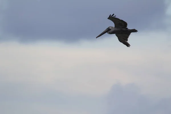 Nahaufnahme Eines Fliegenden Pelikans — Stockfoto