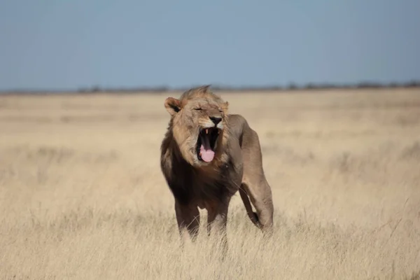 Beautiful Shot Roaring Lion — Stock Photo, Image
