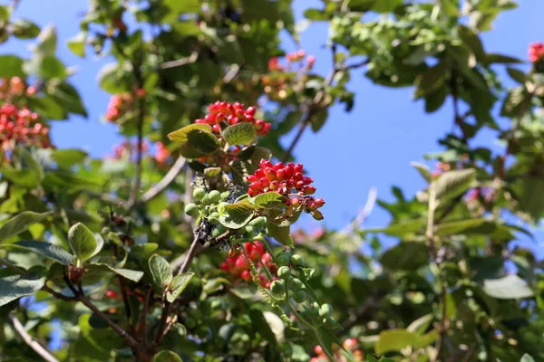 Çalının Dallarında Olgunlaşan Bir Elderberry Nin Sığ Odak Noktası — Stok fotoğraf