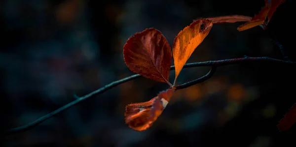Soft Focus Autumn Leaves Tree Branch Troodos Mountain Cyprus — Stock Photo, Image