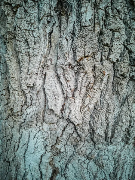 Zbliżenie Drewnianego Teksturowanego Tła — Zdjęcie stockowe