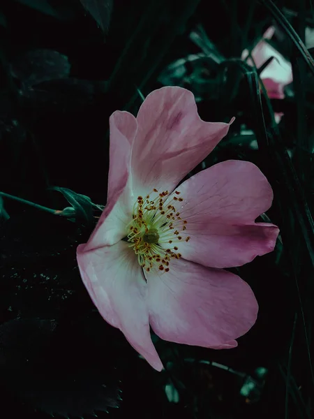 Μια Κάθετη Λήψη Ενός Ροζ Λουλουδιού Που Αιχμαλωτίστηκε Στο Δάσος — Φωτογραφία Αρχείου