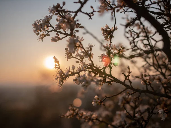 Beau Cliché Cerisier Fleurs Par Une Journée Ensoleillée — Photo