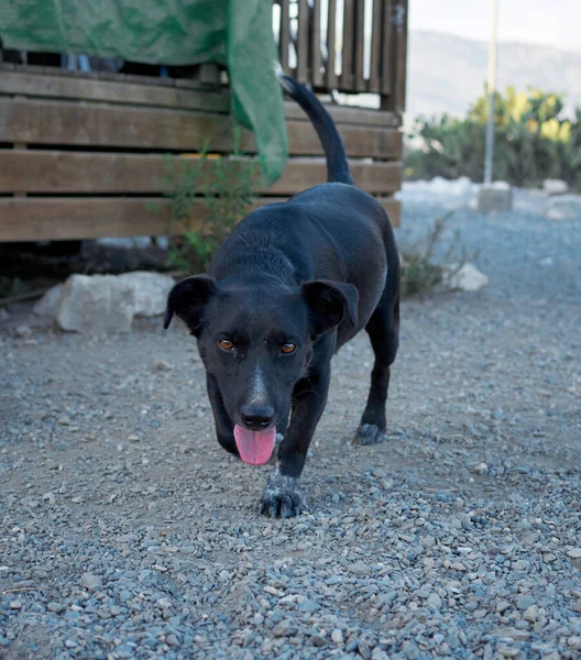 Primer Plano Perro Pastor Negro Mallorca Paseando Por Parque Durante —  Fotos de Stock